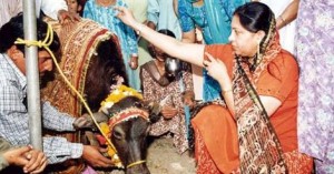 Dalits worshipping the buffalo before participating in a conversion ceremony at Balmiki Ashram on the occasion of the 112th birth anniversary of Ambedkar, in Chandigarh in April 2003. The converts, mostly scavengers, vowed to worship the buffalo instead of the cow. Photo:PTI