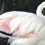 World’s Oldest Flamingo Dies