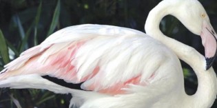 World’s Oldest Flamingo Dies