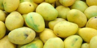 Indian Mango Imports Banned